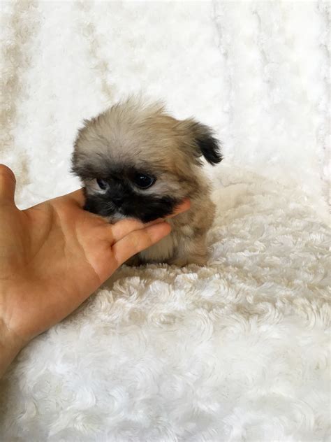 Micro Teacup Puppy Teddy bear face for sale! | iHeartTeacups