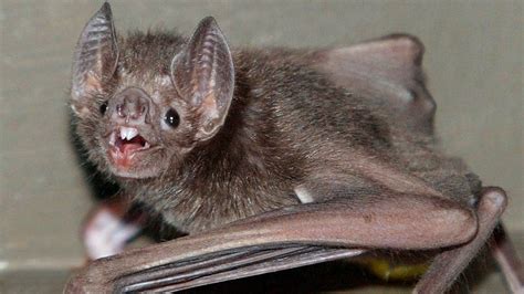 Vampire bats 'French kiss with blood' to form lasting bonds - BBC News