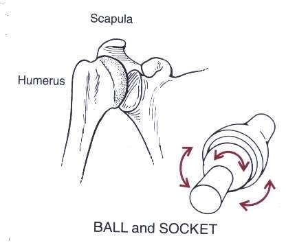 Ball And Socket Joint Diagram