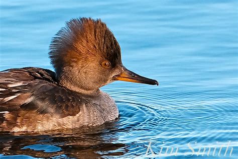 Cinnamon Girl – Hooded Merganser in the Hood! | Kim Smith Films