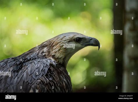 Animal, Davao, Philippines Stock Photo - Alamy