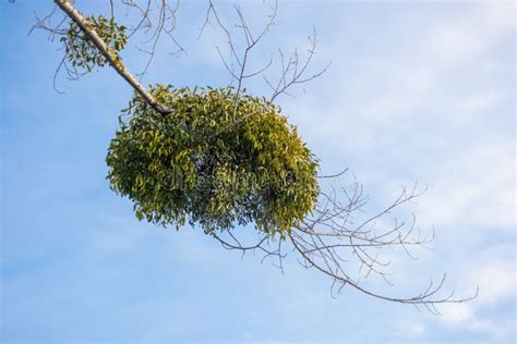 Mistletoe parasite plant stock image. Image of christmas - 169381503