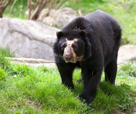 Connecticut's Beardsley Zoo - Press