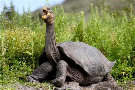 Galapagos Giant Tortoise - Secondsguru