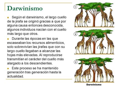 Selección natural - Escuelapedia - Recursos EducativosEscuelapedia – Recursos educativos