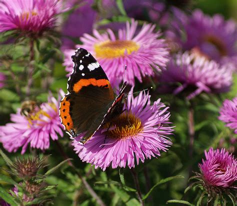 Free Images : work, nature, meadow, flower, petal, insect, autumn, botany, butterfly, garden ...