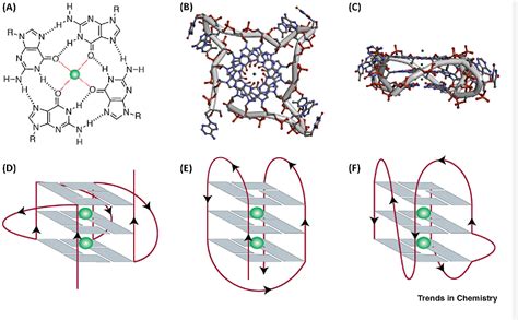 The Structure and Function of DNA G-Quadruplexes | Semantic Scholar