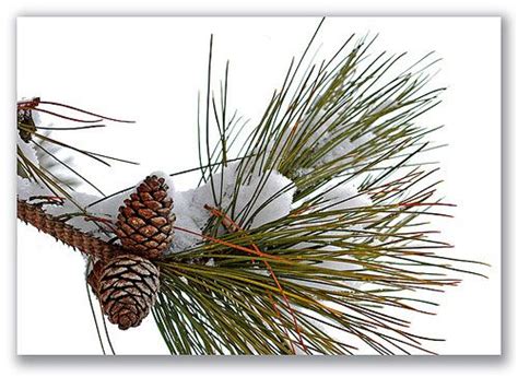 Maine State Flower - White Pine Cone & Tassel | White pine cone, Pine cones, Flowers