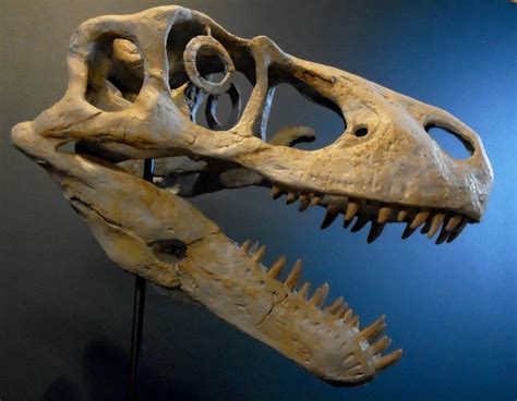 Utahraptor ostrommaysorum Skull | Life size, Skull, Prehistoric