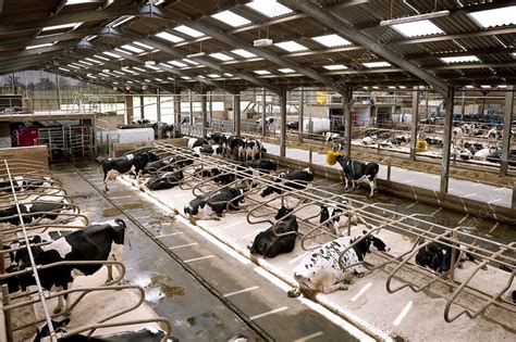 Dairy cattle farming - Stock Image - C012/5488 - Science Photo Library