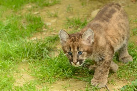 Photos Big cats Cubs Grass animal 2048x1363