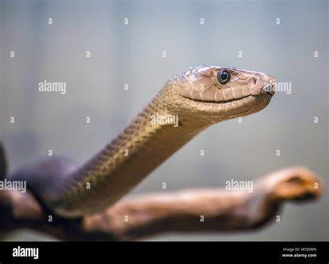 Black mamba attack dendroaspis polylepis hi-res stock photography and ...