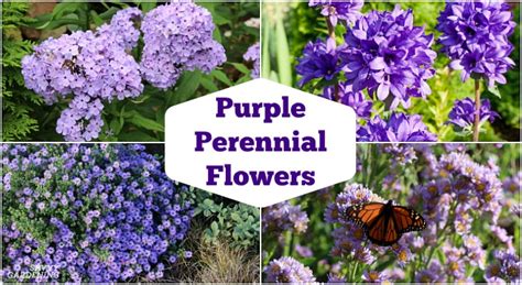 Purple Perennial Flowers: 24 Brilliant Choices for Gardens