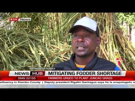 Juncao Grass Technology A Move to Reduce Fodder shortage In Kenya ...