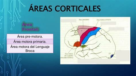 Areas corticales de la corteza cerebral.