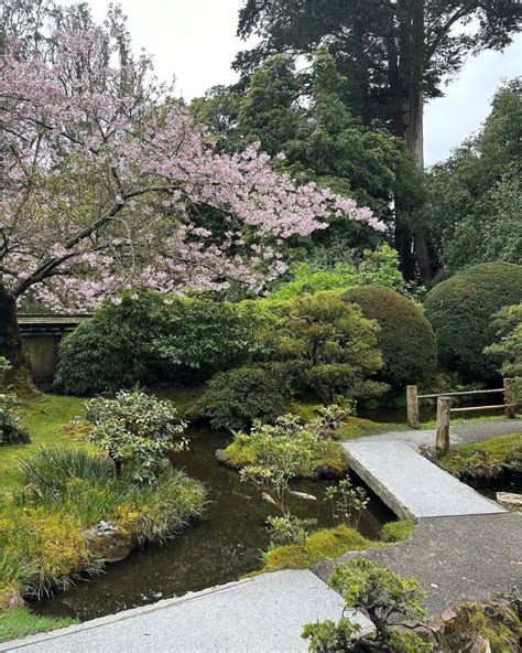 Cherry Blossoms Are In Bloom At SF's Japanese Tea Garden