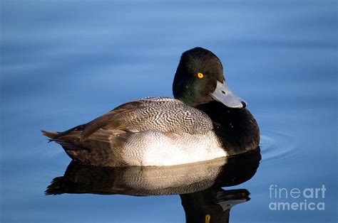 Lesser Scaup Duck Photograph by Terry Elniski - Pixels