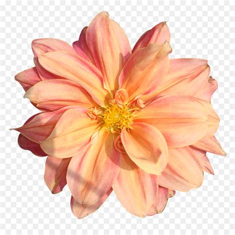 Peach Flower Clipart Real Flower - Real Flowers Png Transparent, Png Download - vhv