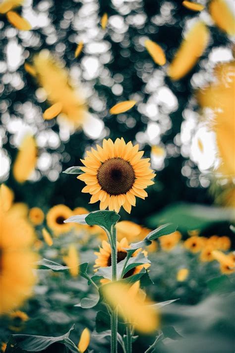 sunflowers | Fotografi alam, Latar belakang, Ilustrasi alam