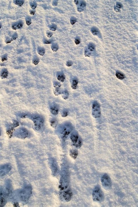 Animal Footprints in the Snow As a Background Stock Photo - Image of travel, view: 139544894