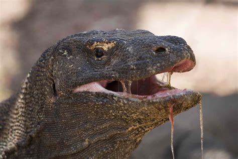 12 Surprising Facts About Komodo Dragons (2022)