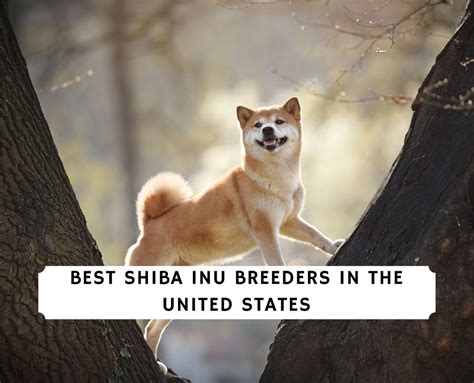 11 Best Shiba Inu Breeders in the United States!