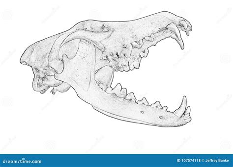 Skull of a Coyote Canis Latrans Stock Illustration - Illustration of ...