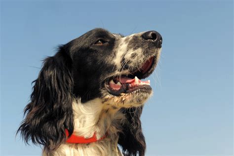 449+ Springer Spaniel Names (BEST Picks For 2024!)