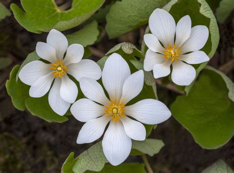 11 Best Perennial Flowers for Early Spring