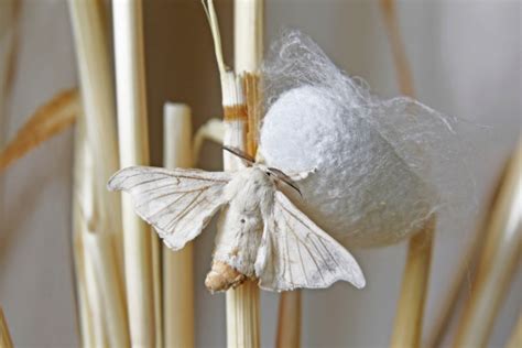 Silk Moth On Cocoon Stock Photo - Download Image Now - iStock