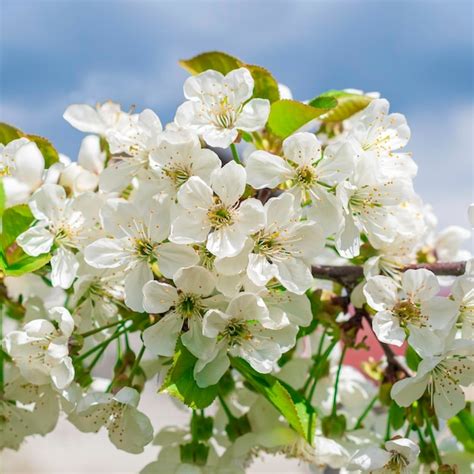 Premium Photo | Flowers of the cherry blossoms on a spring day