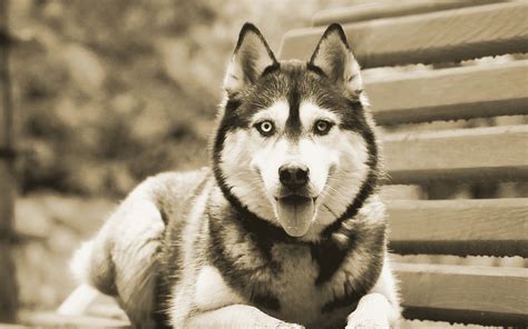 🔥 [30+] Black Husky Wallpapers | WallpaperSafari