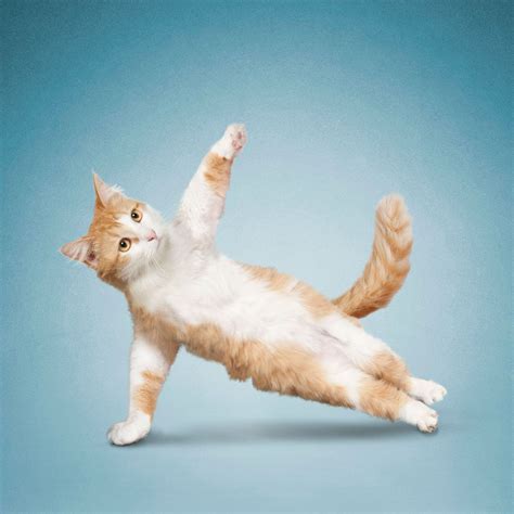 Hilarious Cat Poses