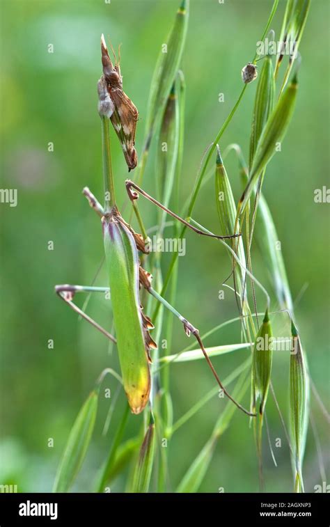 Praying mantis camouflage hi-res stock photography and images - Alamy