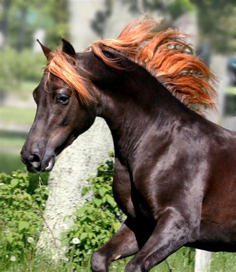 a black horse with orange mane running in the grass next to a tree and ...