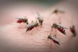 7 Diseases Spread by Mosquitoes | Online Pest Control