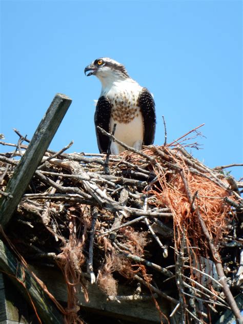 Hawk with Beak Open stock by JasonPinaster on DeviantArt