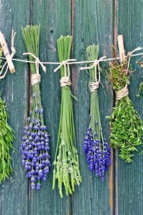 Herbal Q&A: Common Questions About Herbs | Траволечение, Гидропонное садоводство, Гидропоника