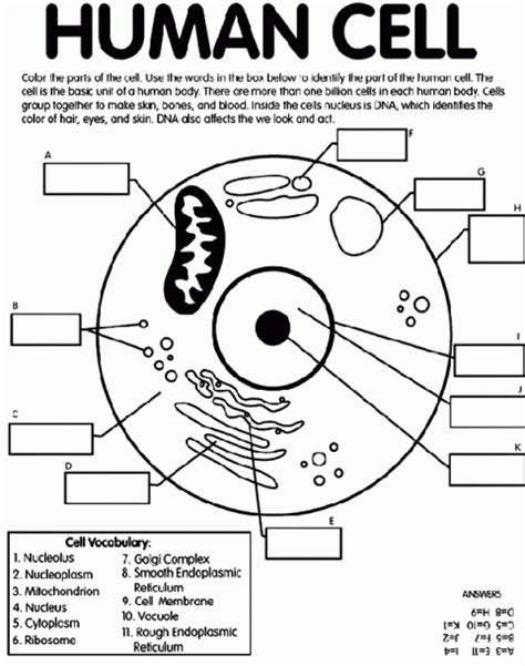 Human Cell Coloring Worksheet | Science cells, Cells worksheet, Middle school science