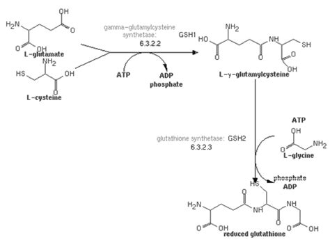 Glutathione synthesis from cysteine | Download Scientific Diagram