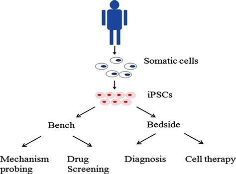 Outline of applications of induced pluripotent stem cells (iPSCs) on ...