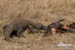 Komodo Dragon Komodo Island Monitor Photos, Komodo Dragon Komodo Island Monitor Images, Nature ...