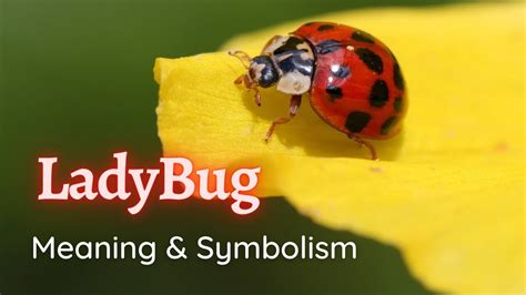 The Meaning of Seeing Ladybugs | Symbolisms and Spiritual Meanings of ...