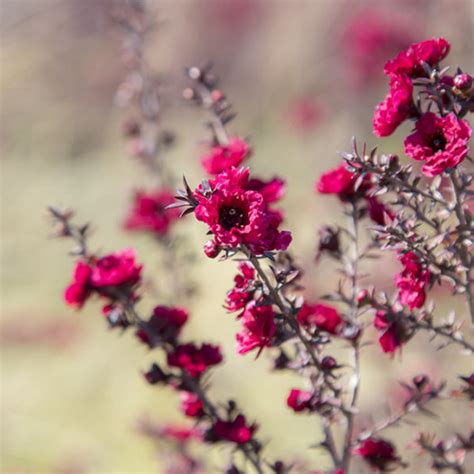 Ruby Glow New Zealand Tea Tree