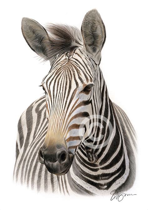 Zebra color pencil drawing print african wildlife | Etsy