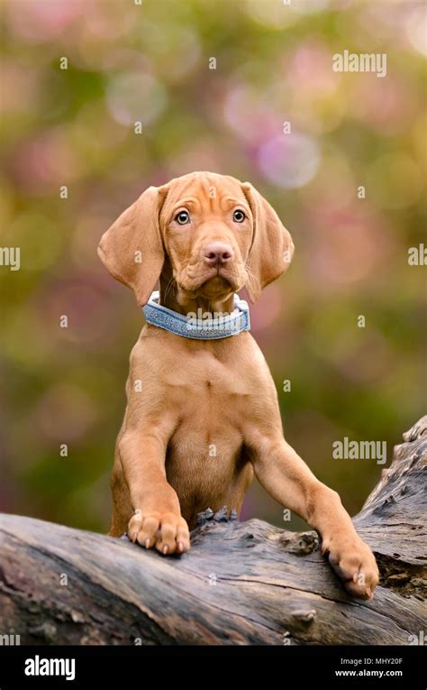 A young golden-rust colored Hungarian Vizsla dog puppy leaning curiously against a knobby tree ...