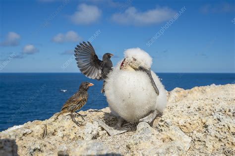 Vampire ground finch attacking large chick to drink blood - Stock Image ...