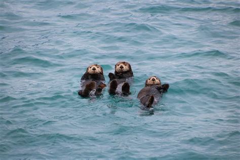 The Sea Otter's Social Behavior (They Form Rafts and Show Emotions ...