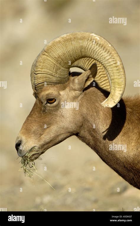 Bighorn Sheep Ovis canadensis close up showing horns California USA ...