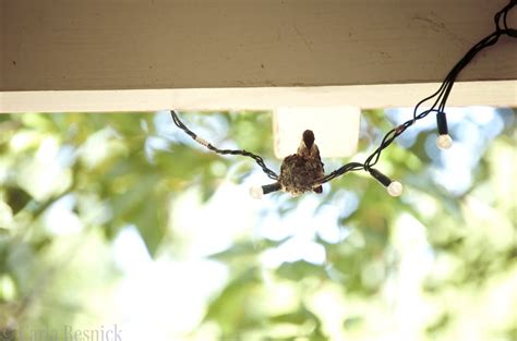 Permaculture in Northern California: Hummingbird eggs hatched